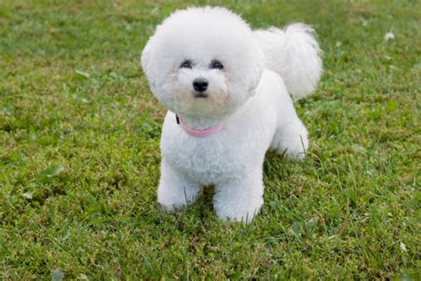 bichon frise adalah.